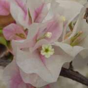 ヒメ日記 2026/02/19 05:30 投稿 田村美紀 五十路マダム 岐阜店