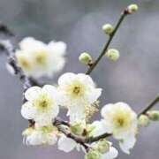 ヒメ日記 2026/02/19 18:30 投稿 田村美紀 五十路マダム 岐阜店