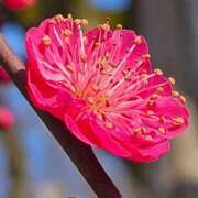 ヒメ日記 2026/02/25 05:30 投稿 田村美紀 五十路マダム 岐阜店