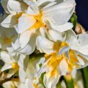 ヒメ日記 2026/02/25 19:04 投稿 田村美紀 五十路マダム 岐阜店