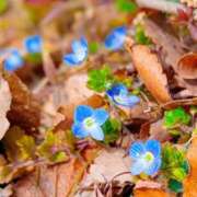 ヒメ日記 2026/02/26 12:46 投稿 田村美紀 五十路マダム 岐阜店