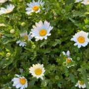 ヒメ日記 2026/03/01 07:52 投稿 田村美紀 五十路マダム 岐阜店