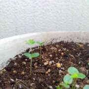 ヒメ日記 2026/03/03 05:30 投稿 田村美紀 五十路マダム 岐阜店