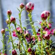 ヒメ日記 2026/03/03 19:32 投稿 田村美紀 五十路マダム 岐阜店