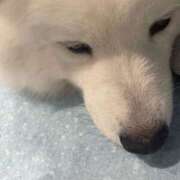 ヒメ日記 2026/03/04 19:02 投稿 田村美紀 五十路マダム 岐阜店