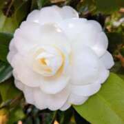 ヒメ日記 2026/03/05 05:32 投稿 田村美紀 五十路マダム 岐阜店