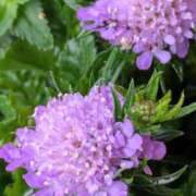 ヒメ日記 2026/03/06 05:32 投稿 田村美紀 五十路マダム 岐阜店