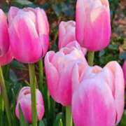 ヒメ日記 2026/03/06 19:04 投稿 田村美紀 五十路マダム 岐阜店