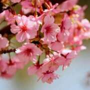 ヒメ日記 2026/03/07 18:40 投稿 田村美紀 五十路マダム 岐阜店