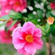 ヒメ日記 2026/03/08 09:54 投稿 田村美紀 五十路マダム 岐阜店