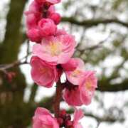 ヒメ日記 2026/03/10 05:30 投稿 田村美紀 五十路マダム 岐阜店