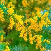 ヒメ日記 2026/03/10 19:04 投稿 田村美紀 五十路マダム 岐阜店