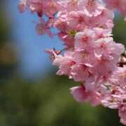 ヒメ日記 2026/03/12 05:30 投稿 田村美紀 五十路マダム 岐阜店