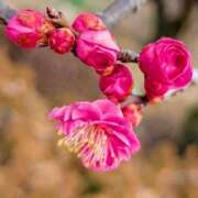 ヒメ日記 2026/03/12 13:00 投稿 田村美紀 五十路マダム 岐阜店