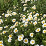 ヒメ日記 2026/03/13 05:30 投稿 田村美紀 五十路マダム 岐阜店