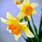 ヒメ日記 2026/03/13 19:04 投稿 田村美紀 五十路マダム 岐阜店