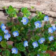 ヒメ日記 2026/03/14 05:30 投稿 田村美紀 五十路マダム 岐阜店