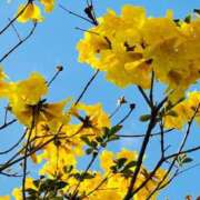 ヒメ日記 2026/03/15 07:16 投稿 田村美紀 五十路マダム 岐阜店