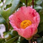 ヒメ日記 2026/03/15 10:38 投稿 田村美紀 五十路マダム 岐阜店