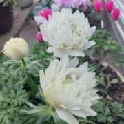 ヒメ日記 2026/03/16 09:10 投稿 田村美紀 五十路マダム 岐阜店