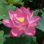 ヒメ日記 2026/03/16 13:36 投稿 田村美紀 五十路マダム 岐阜店