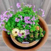 ヒメ日記 2026/03/17 05:30 投稿 田村美紀 五十路マダム 岐阜店