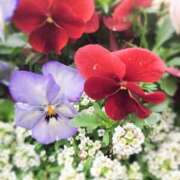 ヒメ日記 2026/03/17 19:04 投稿 田村美紀 五十路マダム 岐阜店