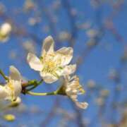 ヒメ日記 2026/03/18 19:02 投稿 田村美紀 五十路マダム 岐阜店