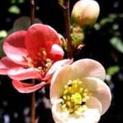 ヒメ日記 2026/03/19 05:30 投稿 田村美紀 五十路マダム 岐阜店