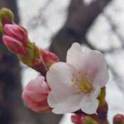 ヒメ日記 2026/03/19 19:16 投稿 田村美紀 五十路マダム 岐阜店