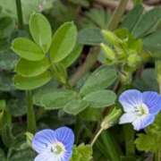 ヒメ日記 2026/03/20 07:02 投稿 田村美紀 五十路マダム 岐阜店