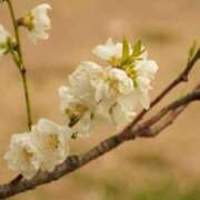 ヒメ日記 2026/03/20 22:04 投稿 田村美紀 五十路マダム 岐阜店