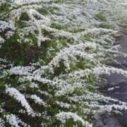 ヒメ日記 2026/03/23 19:10 投稿 田村美紀 五十路マダム 岐阜店