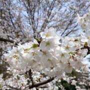 ヒメ日記 2026/03/24 05:30 投稿 田村美紀 五十路マダム 岐阜店