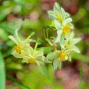 ヒメ日記 2026/03/24 19:02 投稿 田村美紀 五十路マダム 岐阜店