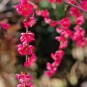 ヒメ日記 2026/03/25 05:30 投稿 田村美紀 五十路マダム 岐阜店