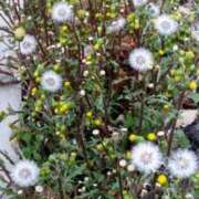 ヒメ日記 2026/03/26 05:30 投稿 田村美紀 五十路マダム 岐阜店