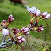 ヒメ日記 2026/03/26 19:04 投稿 田村美紀 五十路マダム 岐阜店