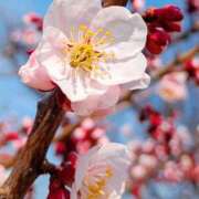 ヒメ日記 2026/03/27 09:48 投稿 田村美紀 五十路マダム 岐阜店