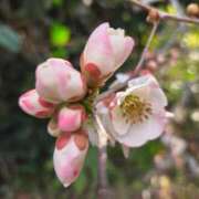 ヒメ日記 2026/03/28 05:30 投稿 田村美紀 五十路マダム 岐阜店