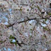 ヒメ日記 2026/03/29 10:30 投稿 田村美紀 五十路マダム 岐阜店