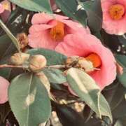 ヒメ日記 2026/03/29 14:00 投稿 田村美紀 五十路マダム 岐阜店