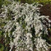 ヒメ日記 2026/03/30 19:16 投稿 田村美紀 五十路マダム 岐阜店