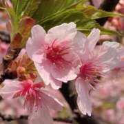 ヒメ日記 2026/03/31 05:30 投稿 田村美紀 五十路マダム 岐阜店