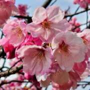 ヒメ日記 2026/04/01 05:30 投稿 田村美紀 五十路マダム 岐阜店