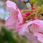 ヒメ日記 2026/04/01 18:46 投稿 田村美紀 五十路マダム 岐阜店