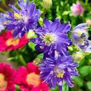 ヒメ日記 2026/04/02 12:04 投稿 田村美紀 五十路マダム 岐阜店