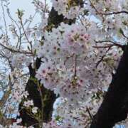 ヒメ日記 2026/04/02 14:14 投稿 田村美紀 五十路マダム 岐阜店