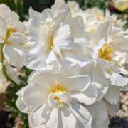 ヒメ日記 2026/04/05 07:02 投稿 田村美紀 五十路マダム 岐阜店