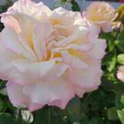 ヒメ日記 2026/04/05 23:44 投稿 田村美紀 五十路マダム 岐阜店